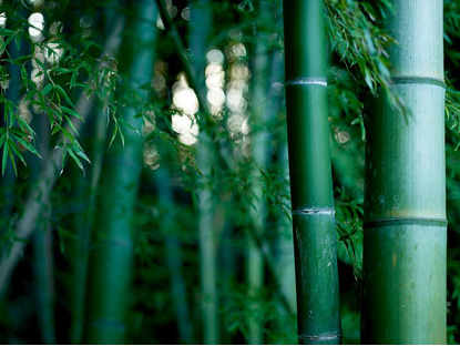 Bambusrohre im dichten Wald, aufgenommen von unten – die nachhaltige und robuste Grundlage für langlebige Bambus-Terrassendielen.