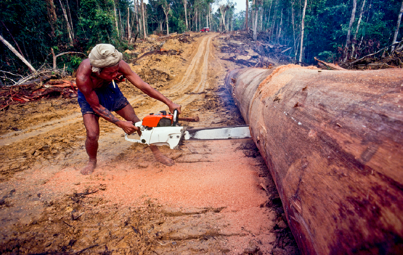 Naturschutz durch die Verwendung von Bambus.
